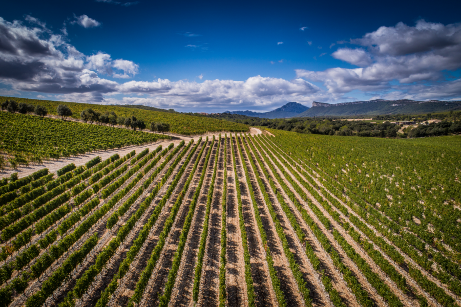 Weinberge mit geraden Reihen von Reben unter einem klaren Himmel in einer ländlichen Umgebung.